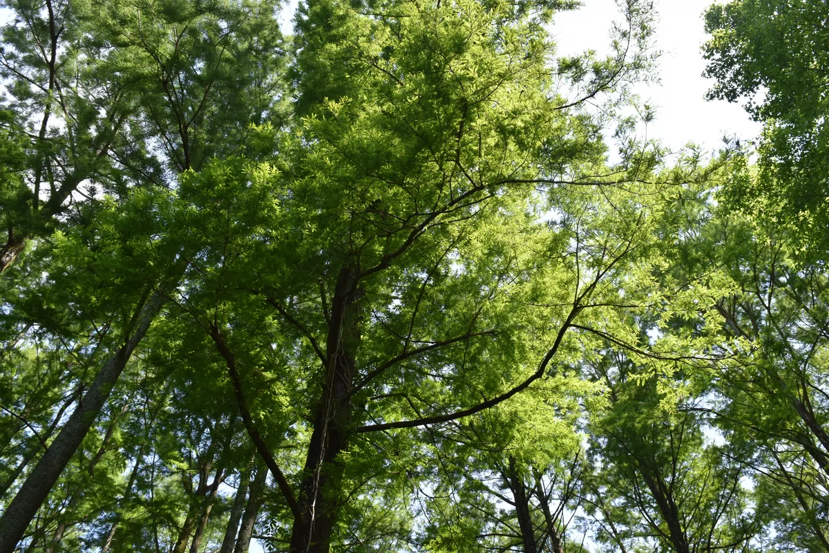 Bald Cypress (Taxodium distichum)
