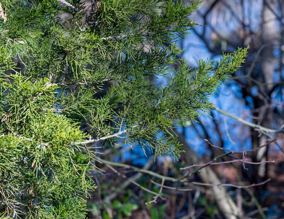 Eastern Red Cedar (Juniperus virginiana)