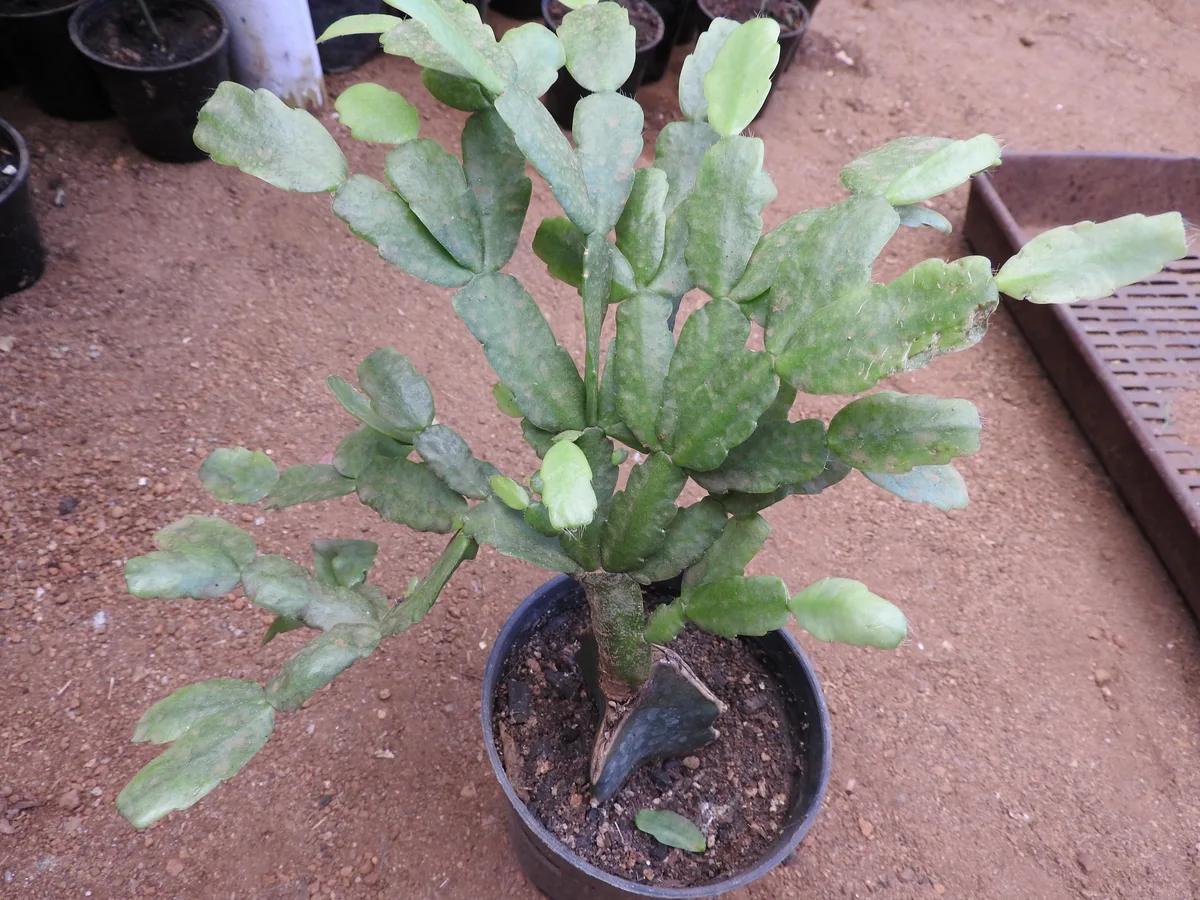 Christmas Cactus