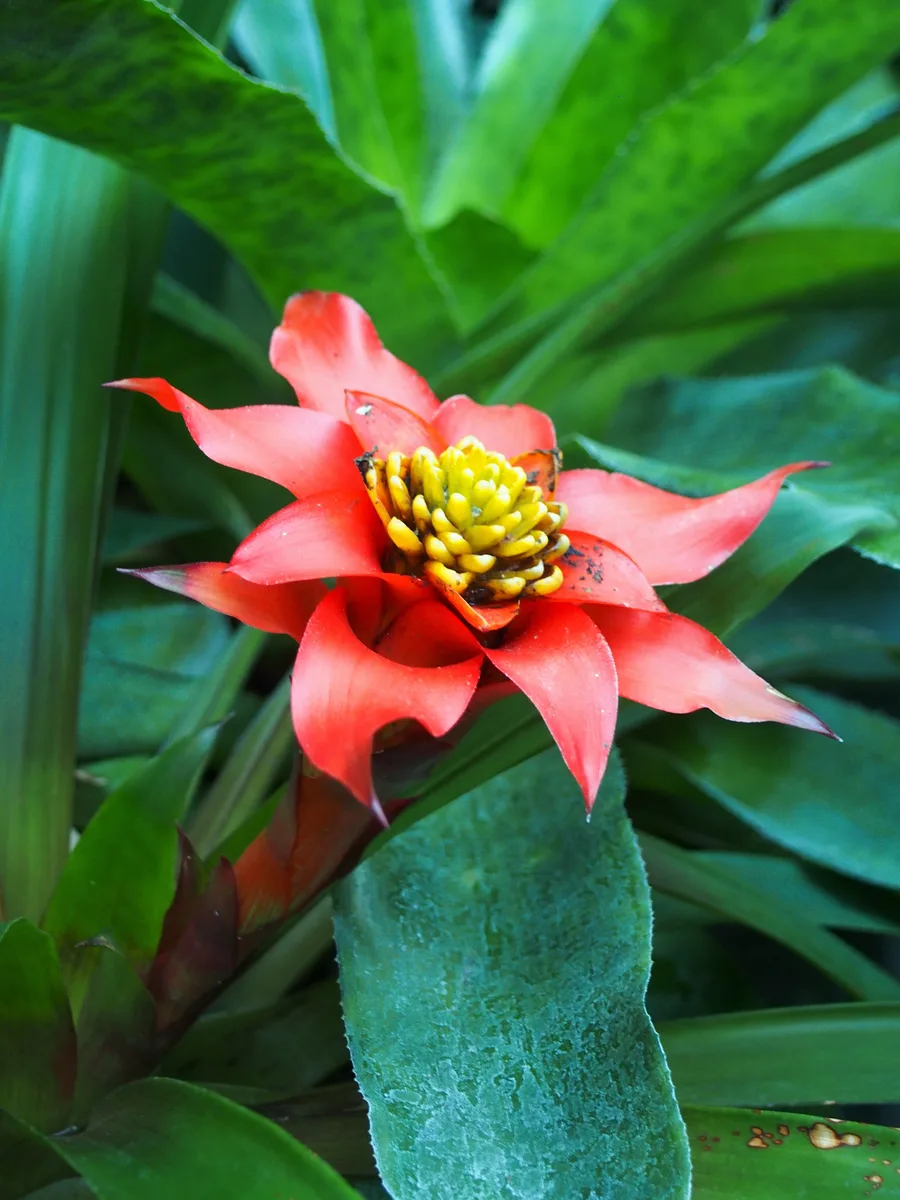 Scarlet Star Bromeliad (Guzmania lingulata)