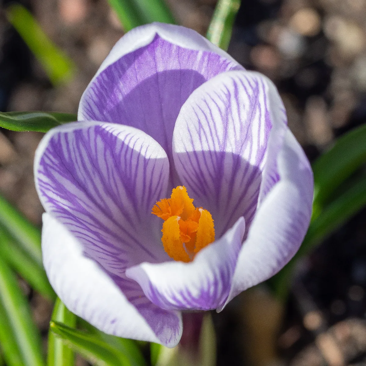 Garden Crocus