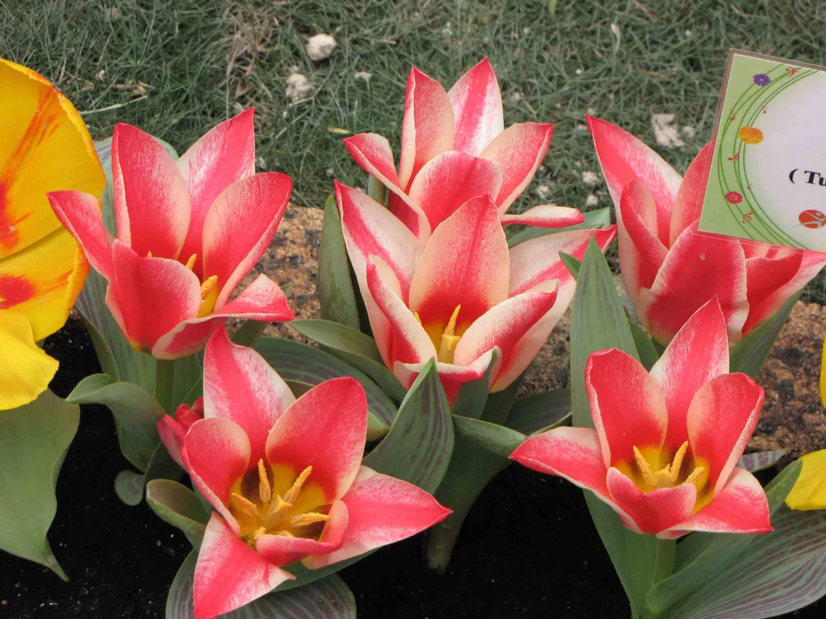 Garden Tulip