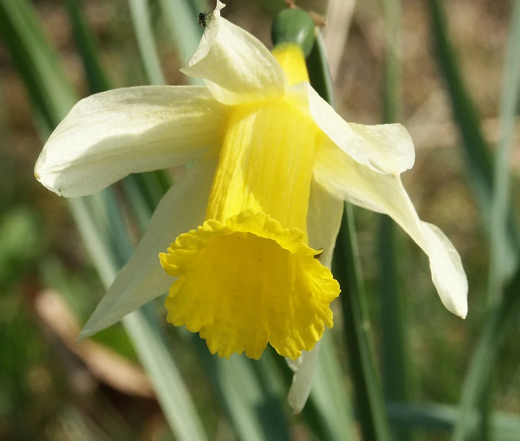 Daffodil (Narcissus pseudonarcissus)