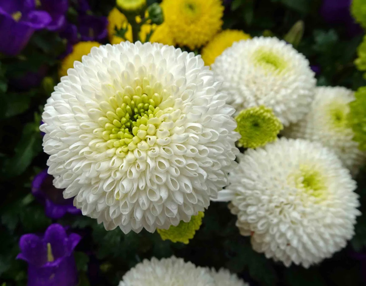 Garden Chrysanthemum (Chrysanthemum × morifolium)