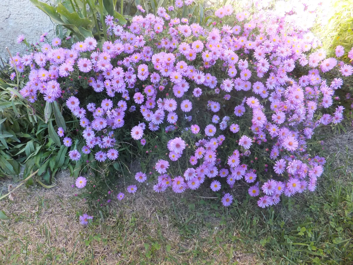 New England Aster