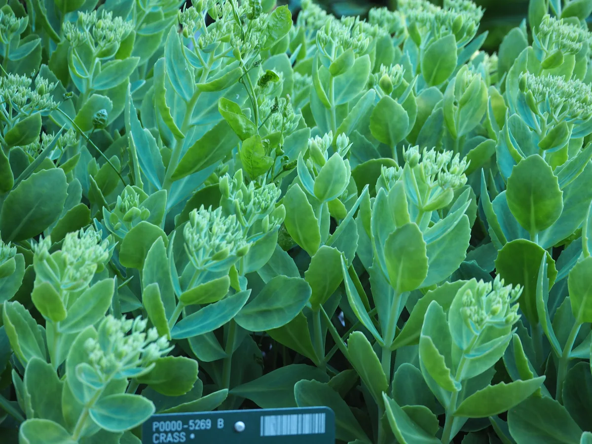 Showy Stonecrop (Hylotelephium spectabile)