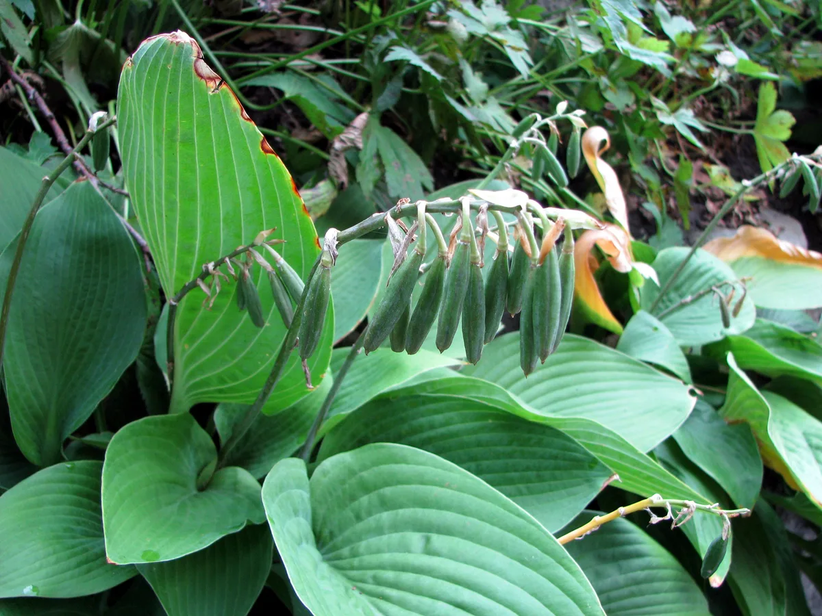 Fragrant Hosta (Hosta plantaginea)