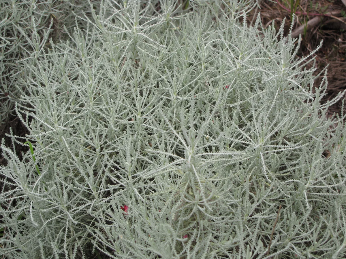 English Lavender Cotton (Santolina chamaecyparissus)