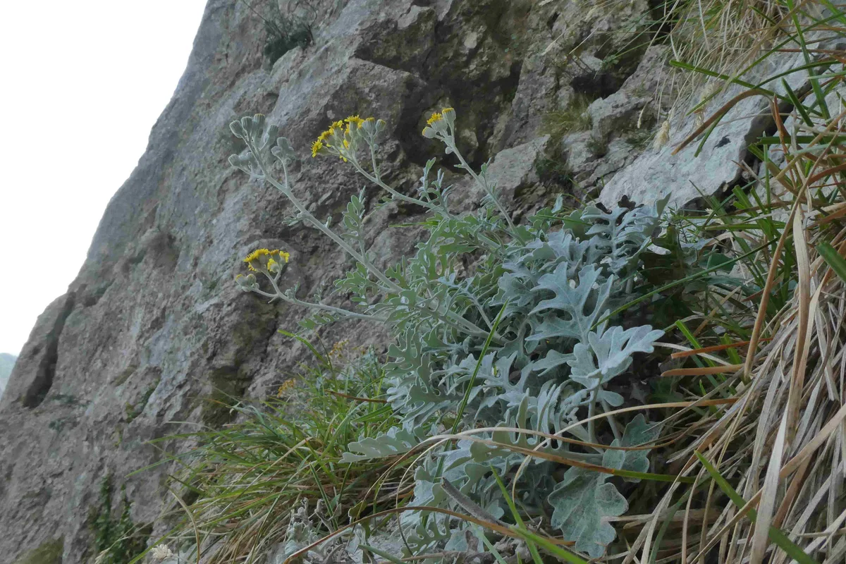 Dusty Miller (Jacobaea maritima)