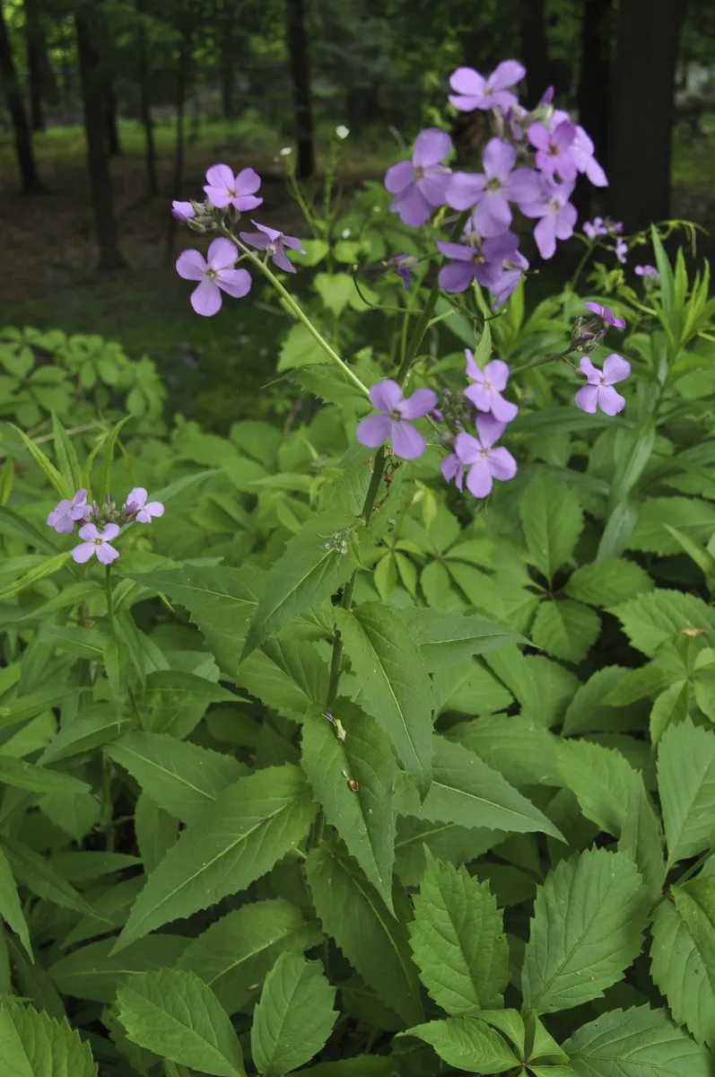 Sweet Rocket (Hesperis matronalis)