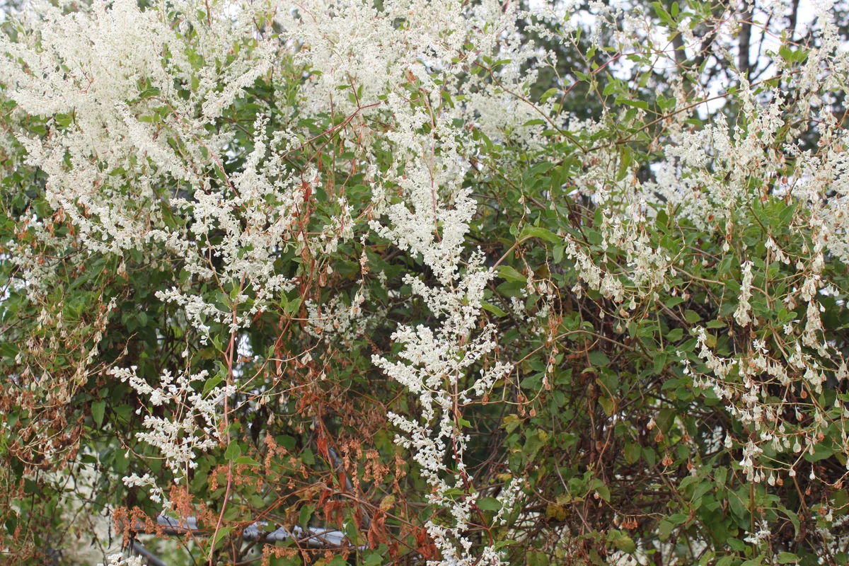 Silver Lace Vine