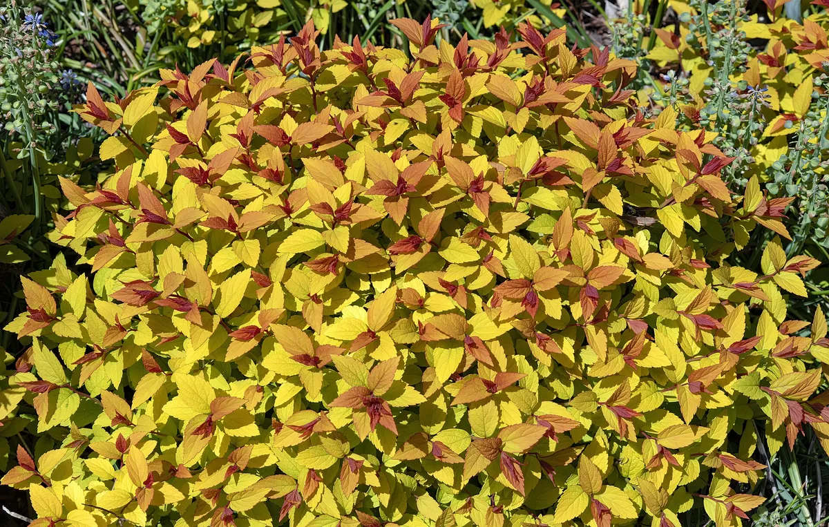 Spirea (Spiraea japonica)