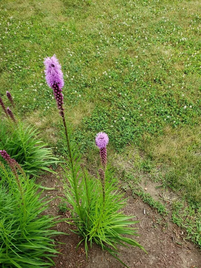 Prairie Blazing Star (Liatris pycnostachya)