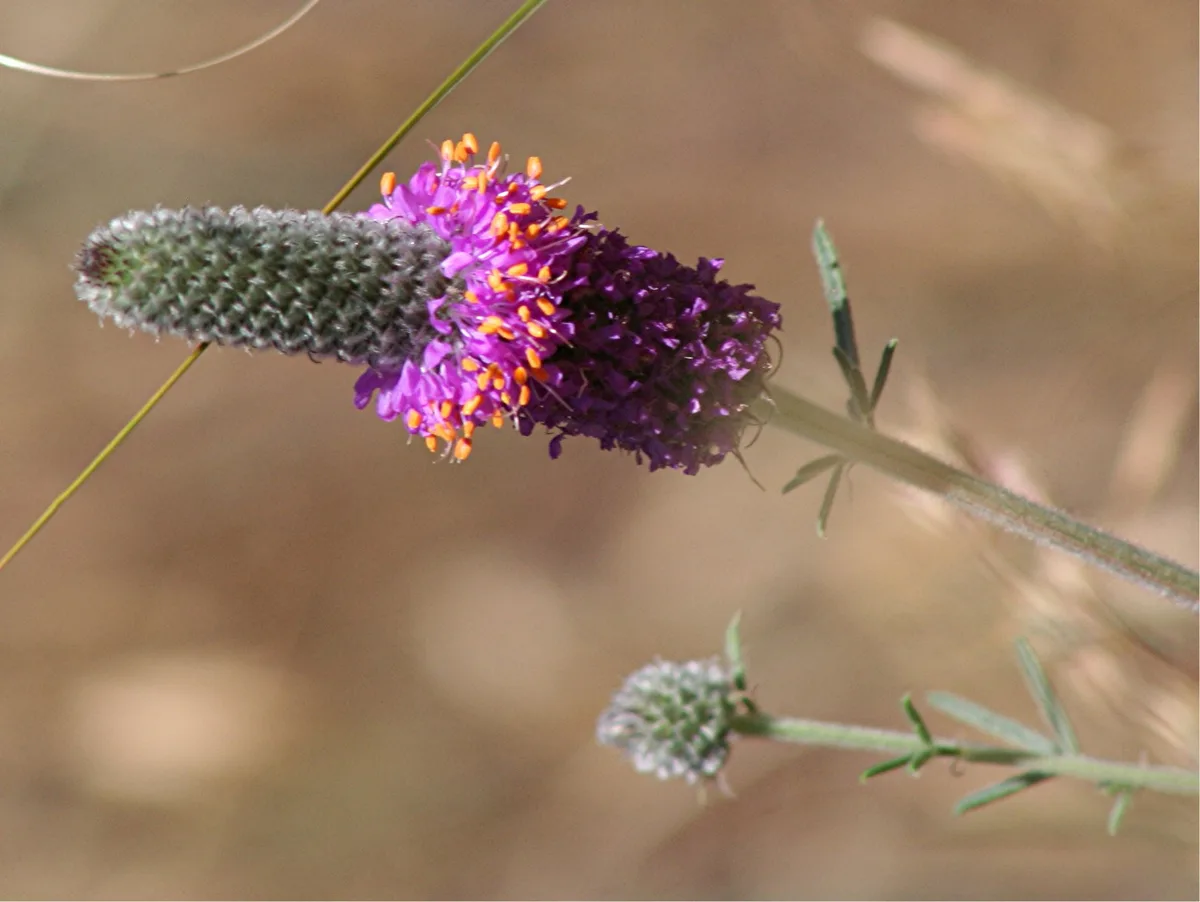 Purple Prairie Clover (Dalea purpurea)