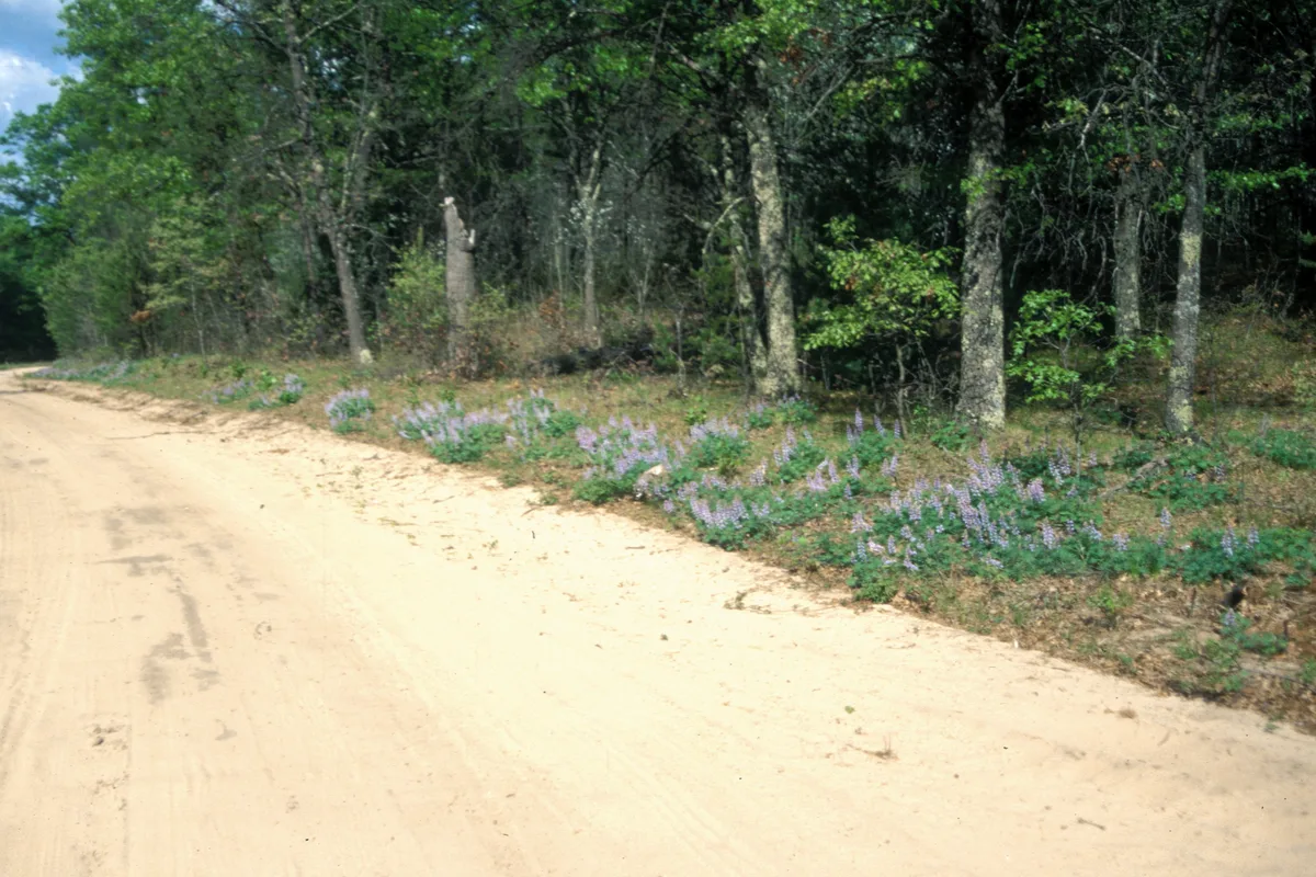 Wild Lupine (Lupinus perennis)
