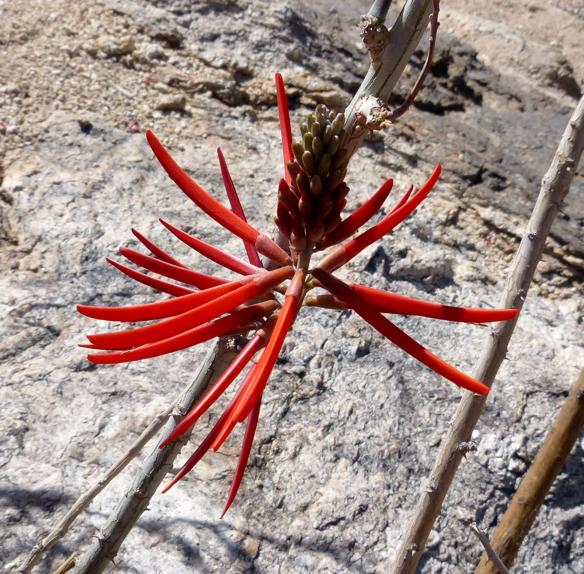 Coralbean