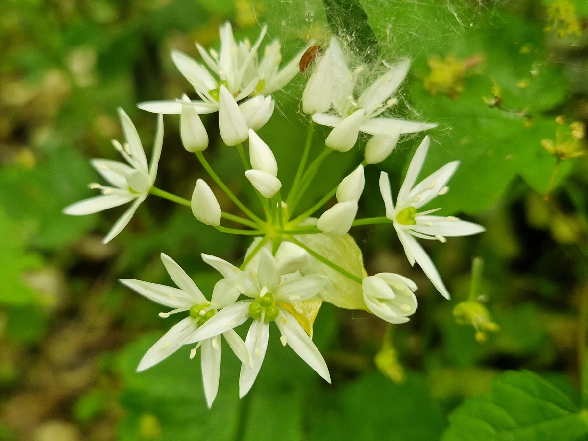 Wild Garlic