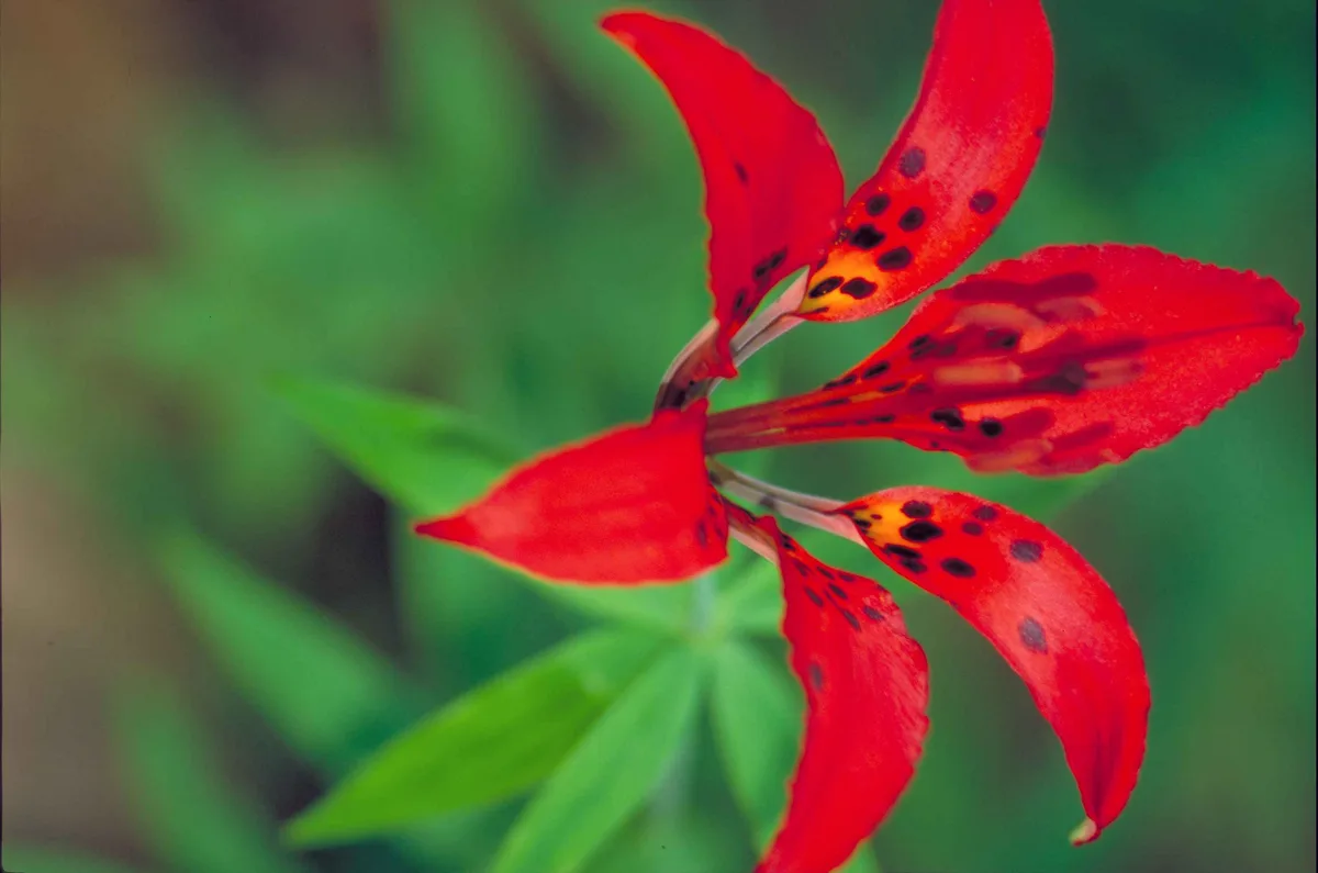 Prairie Lily (Lilium philadelphicum)