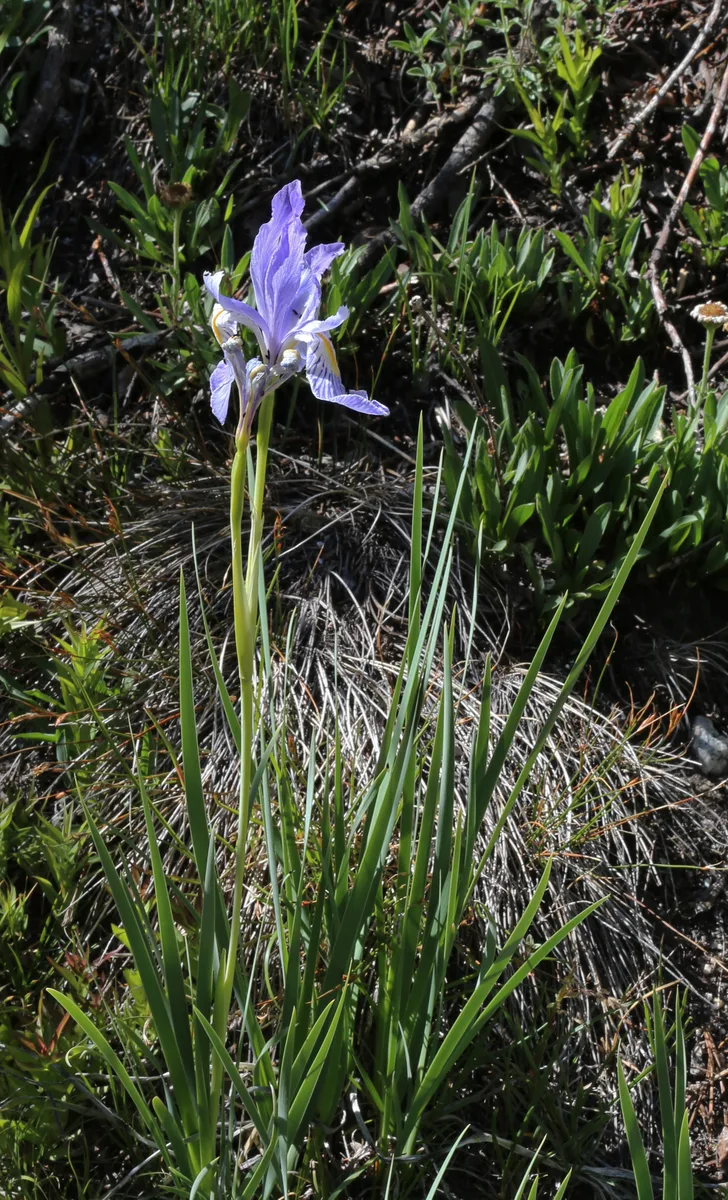 Prairie Iris (Iris missouriensis)
