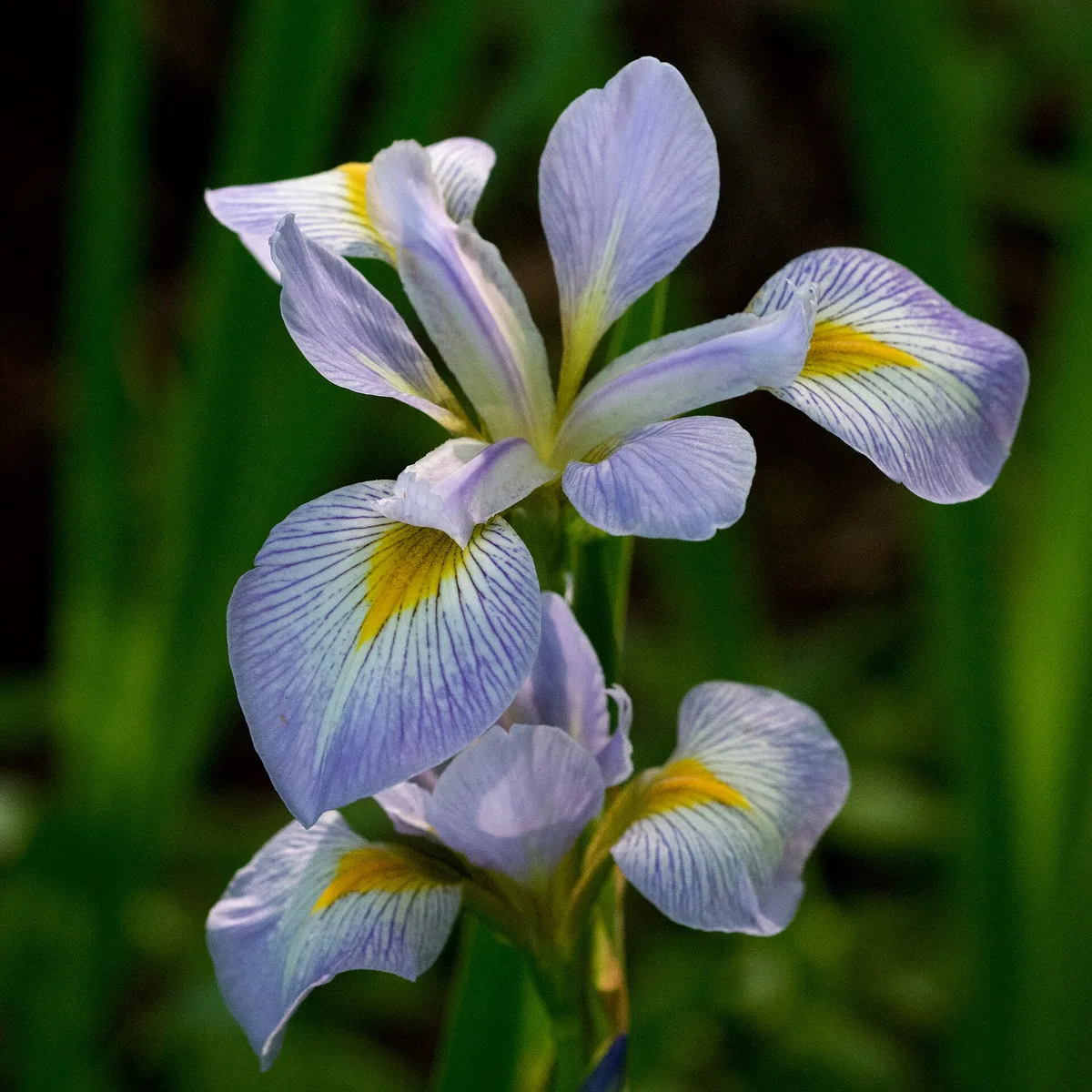 Southern Blue Flag (Iris virginica var. shrevei)