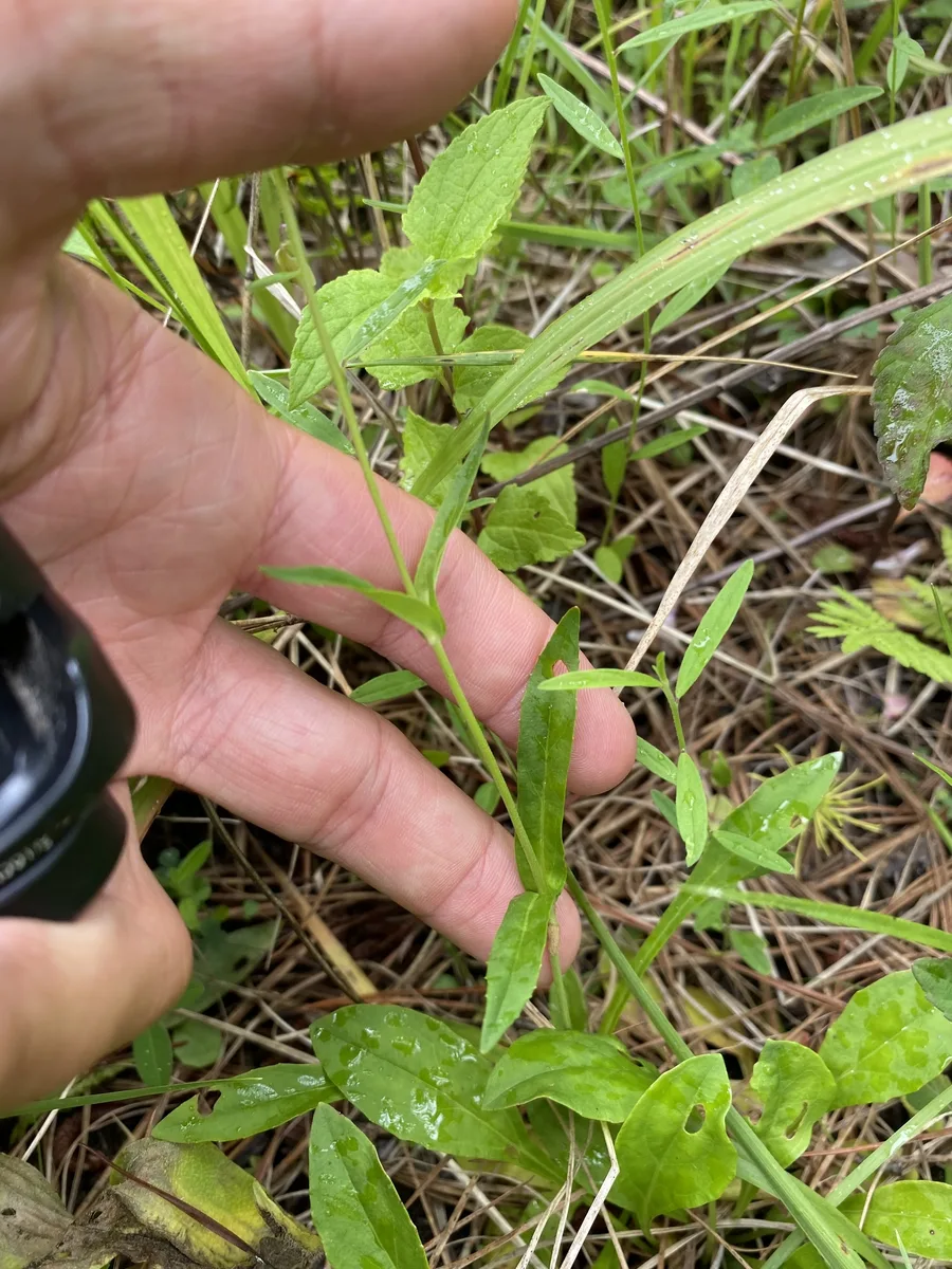 Smooth Penstemon (Penstemon laevigatus)