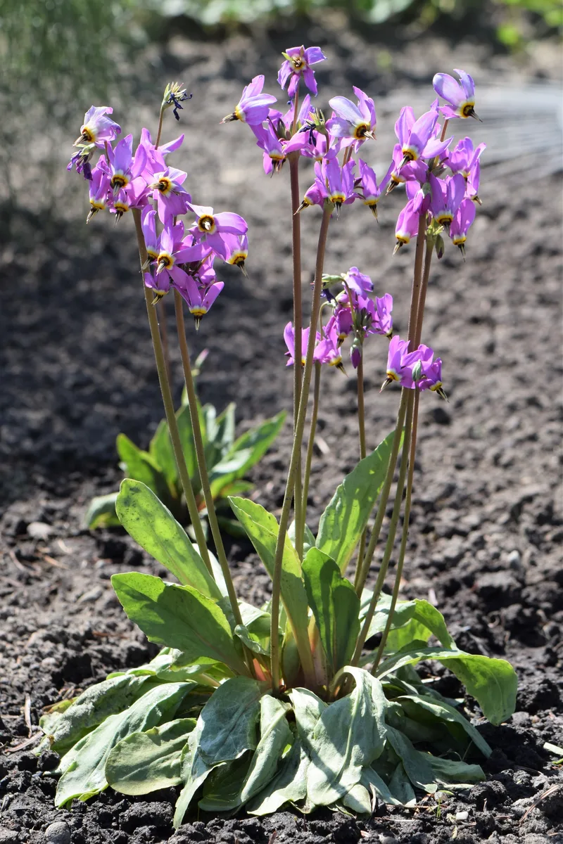 Eastern Shooting Star (Primula meadia)