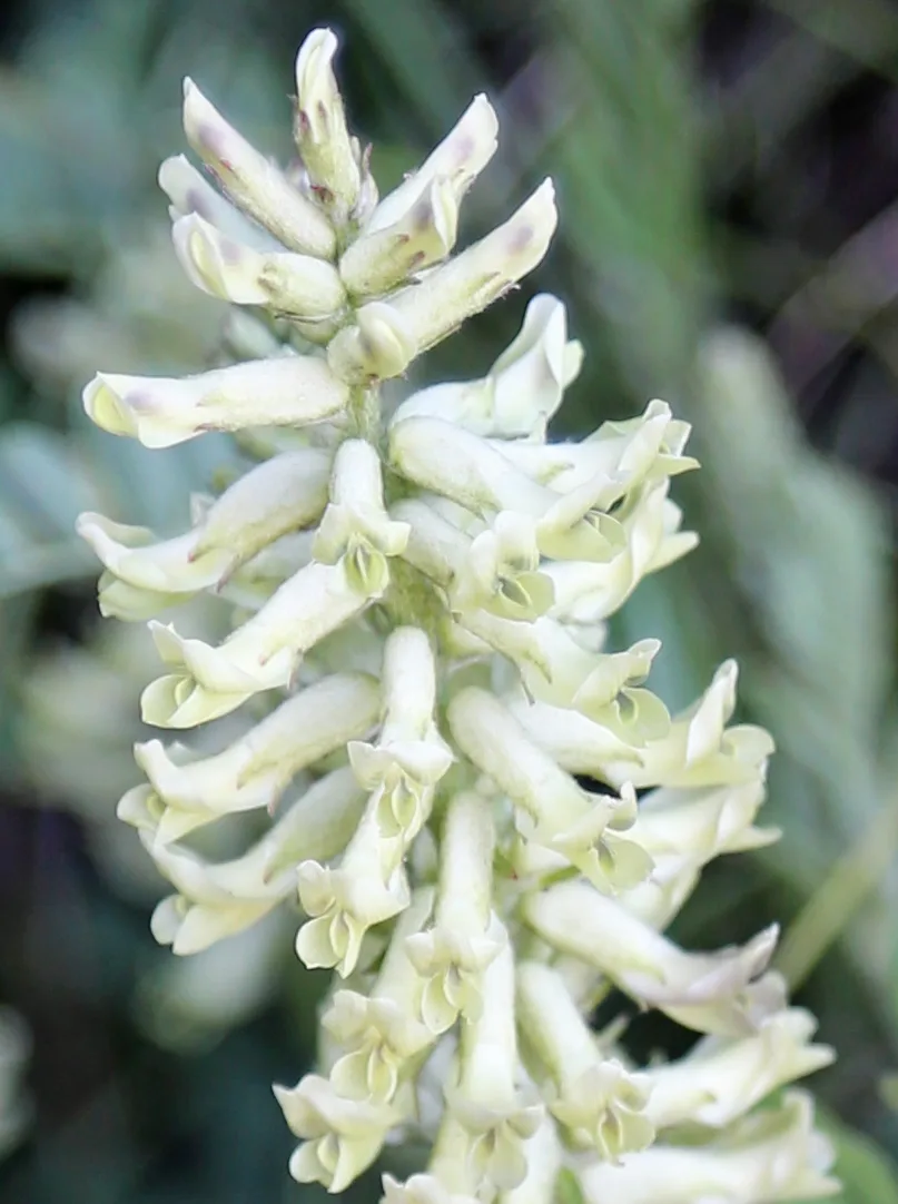 Wild Licorice