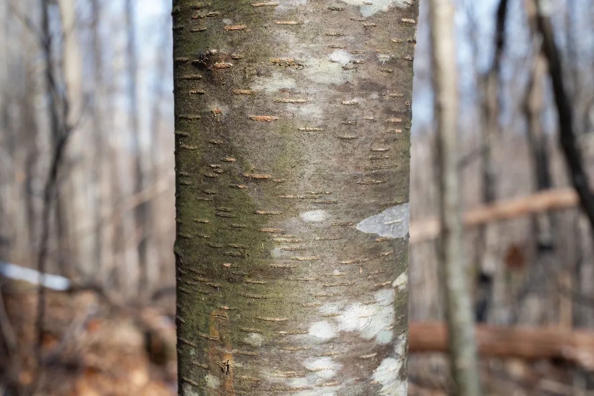Sweet Birch (Betula lenta)