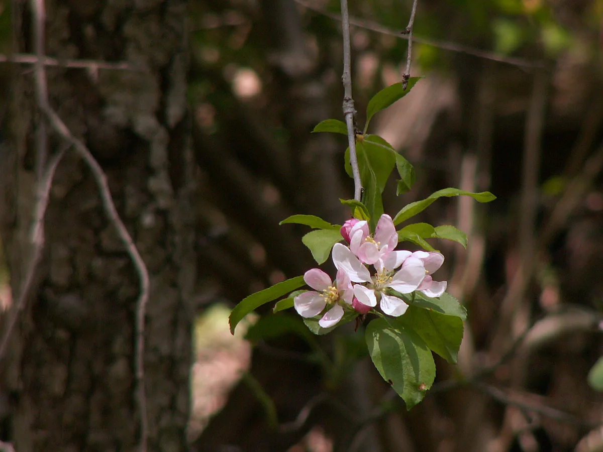 American Crabapple