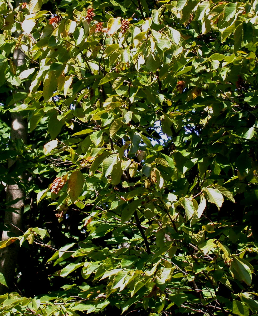 Eastern Hophornbeam (Ostrya virginiana)