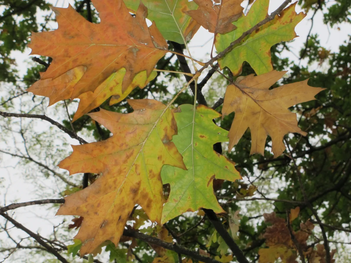 Northern Red Oak (Quercus rubra)