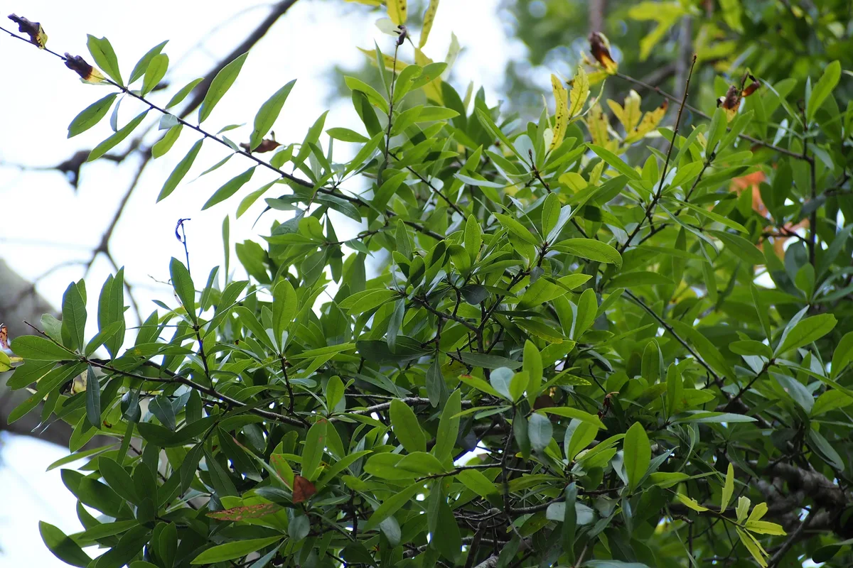 Laurel Oak
