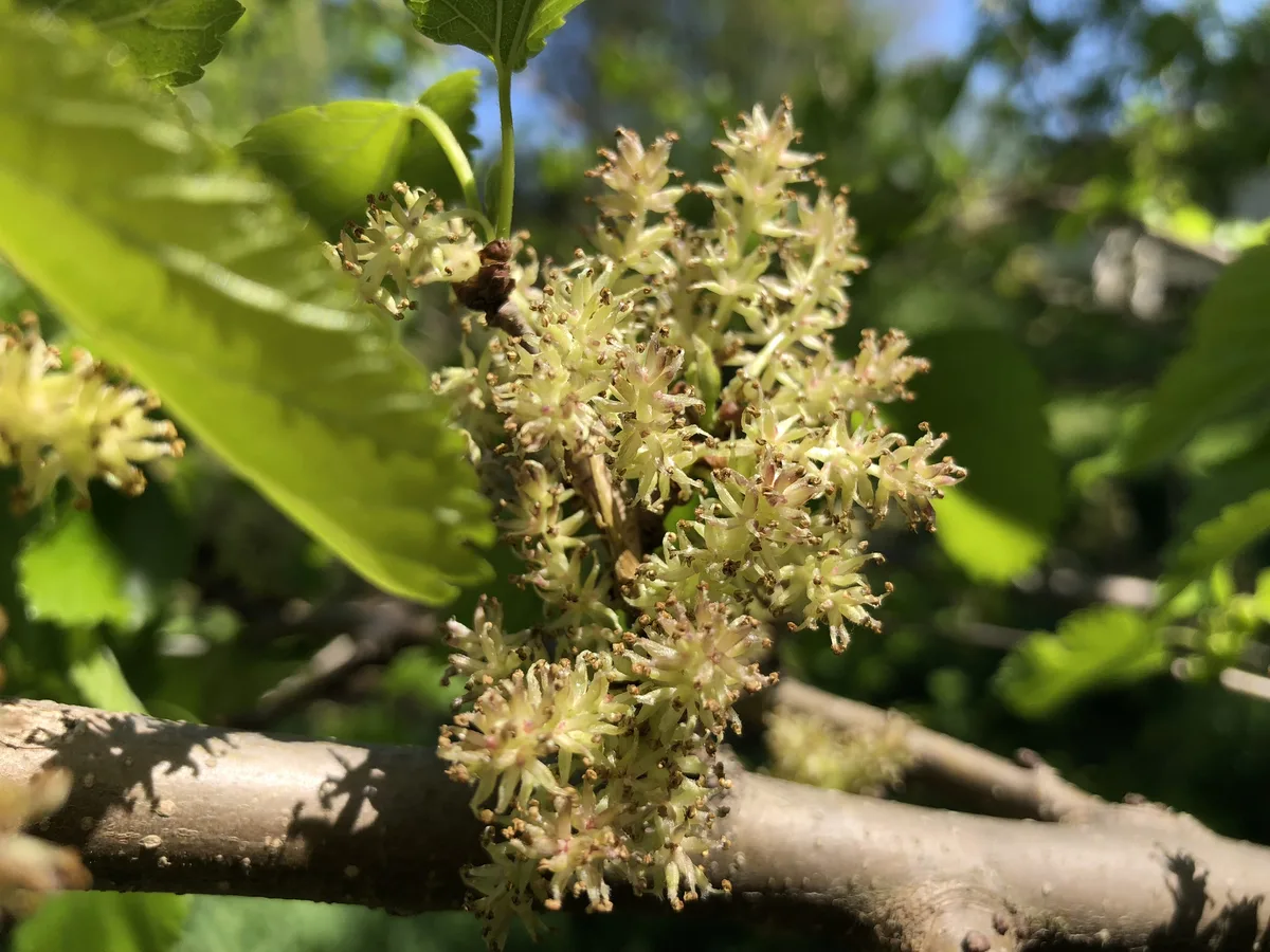 Red Mulberry