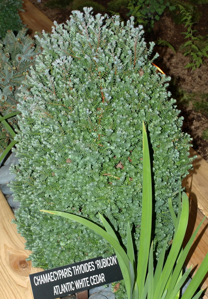 Atlantic White Cedar