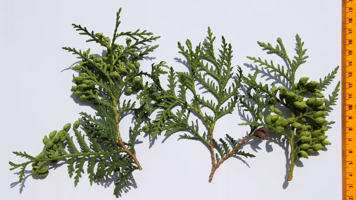 American Arborvitae