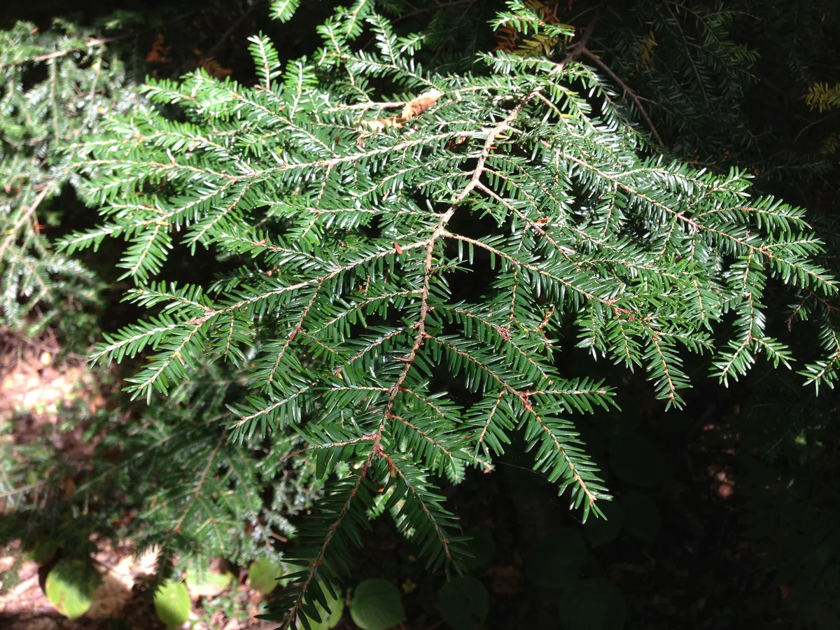 Eastern Hemlock
