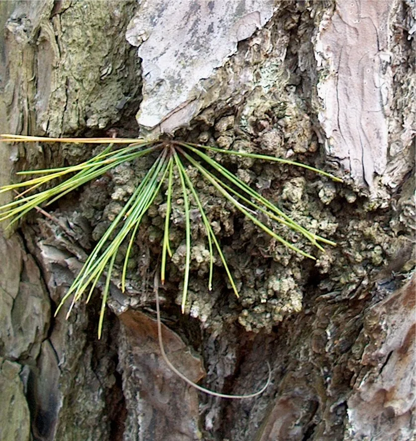 Pond Pine