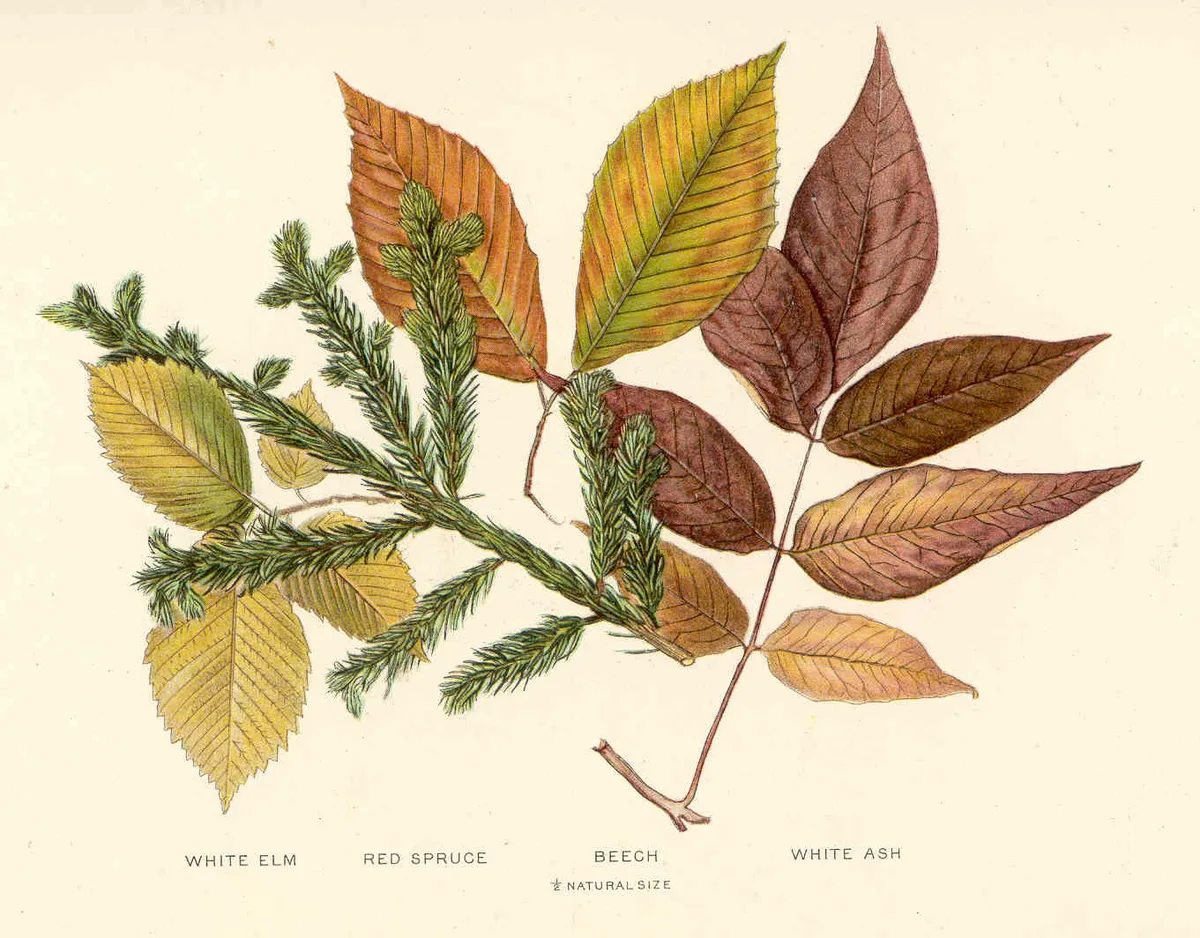 Red Spruce (Picea rubens)