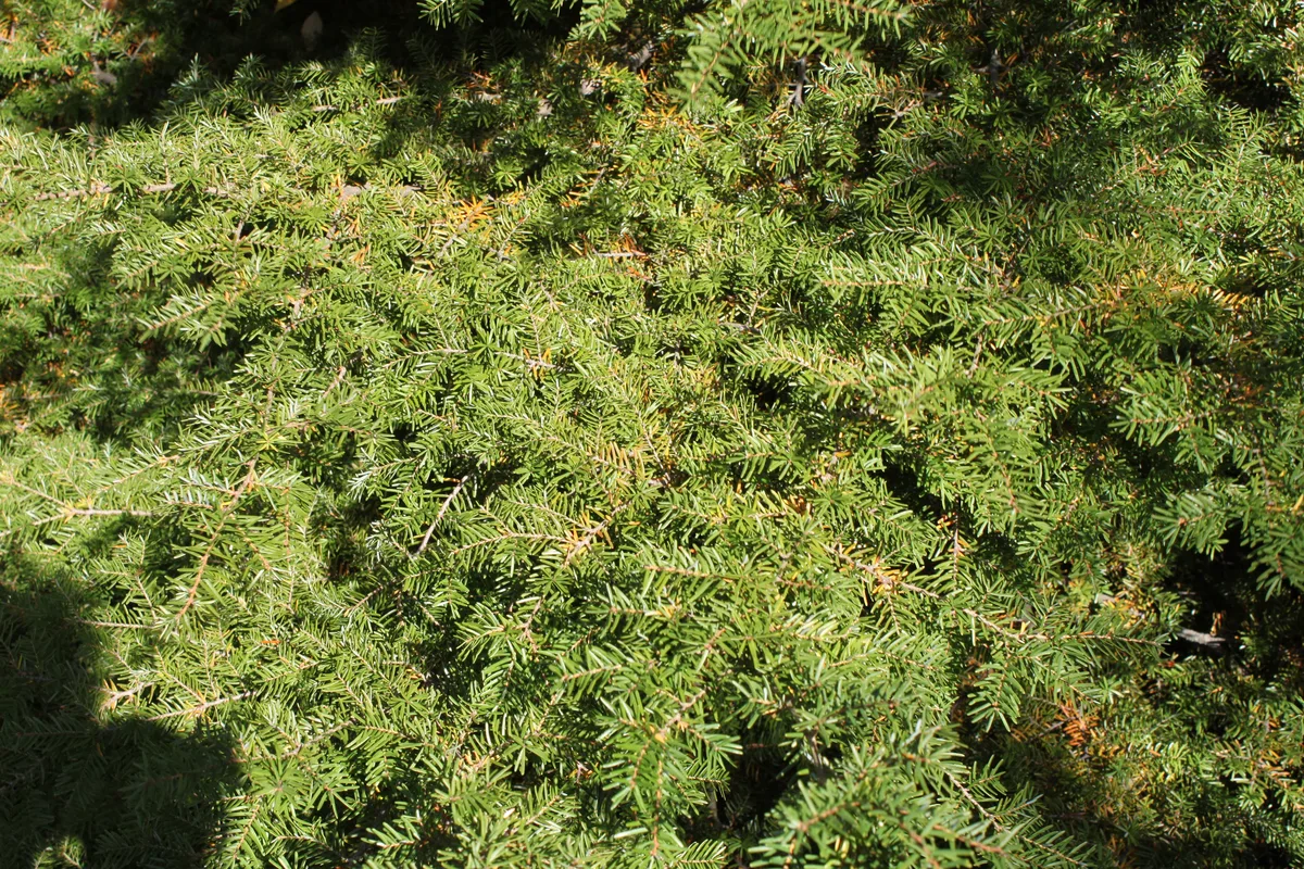 Carolina Hemlock