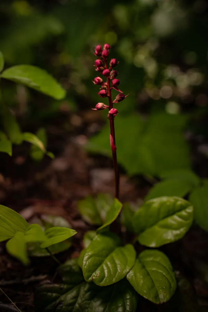 Wintergreen (Gaultheria procumbens)