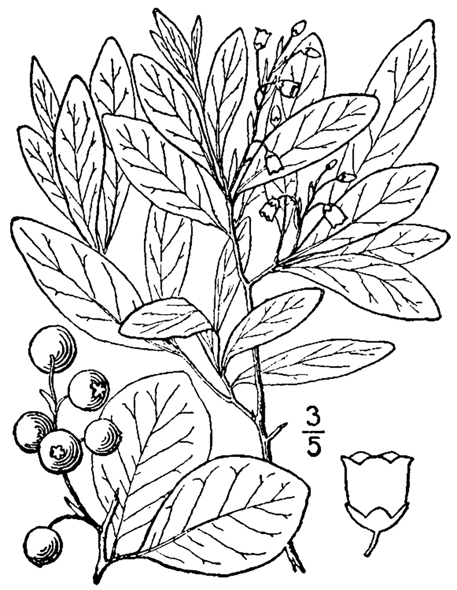 Dangleberry (Gaylussacia frondosa)