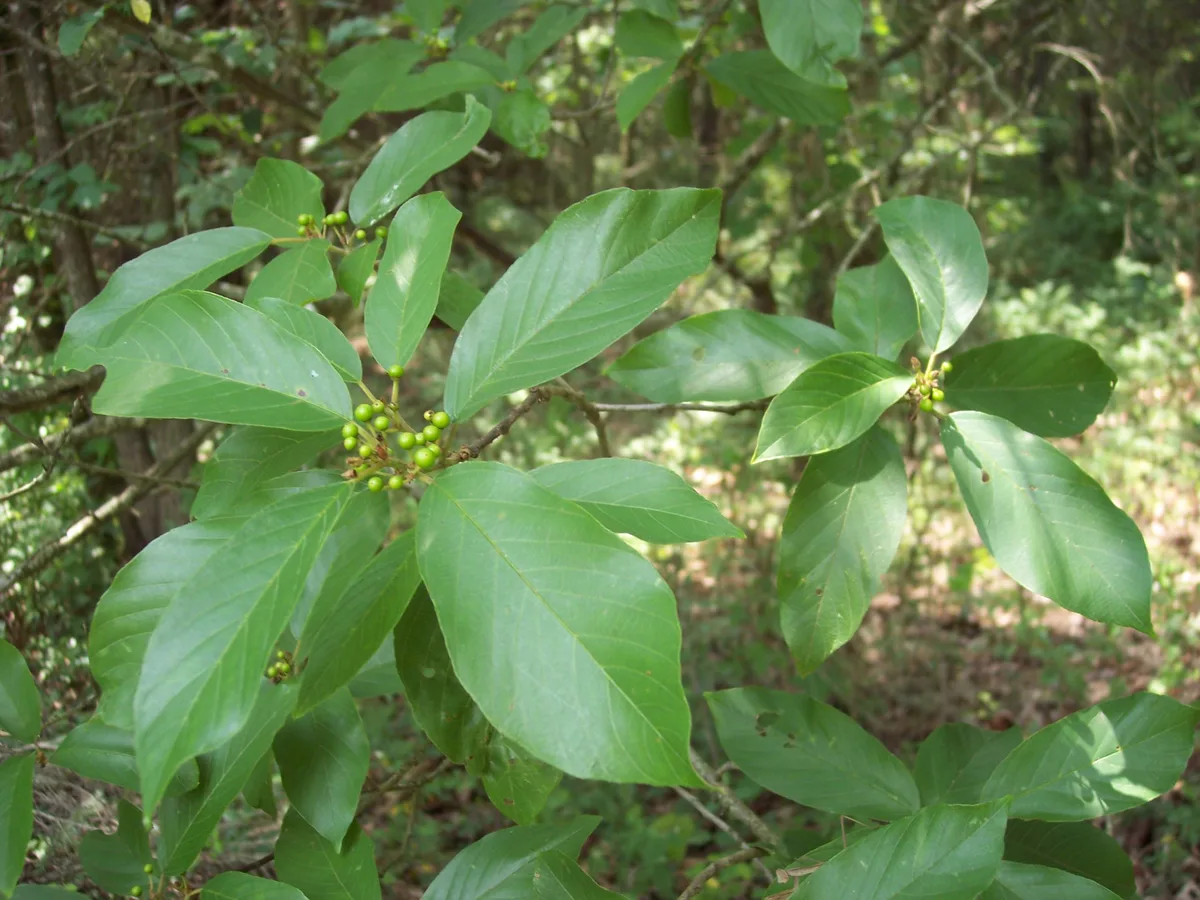 Carolina Buckthorn
