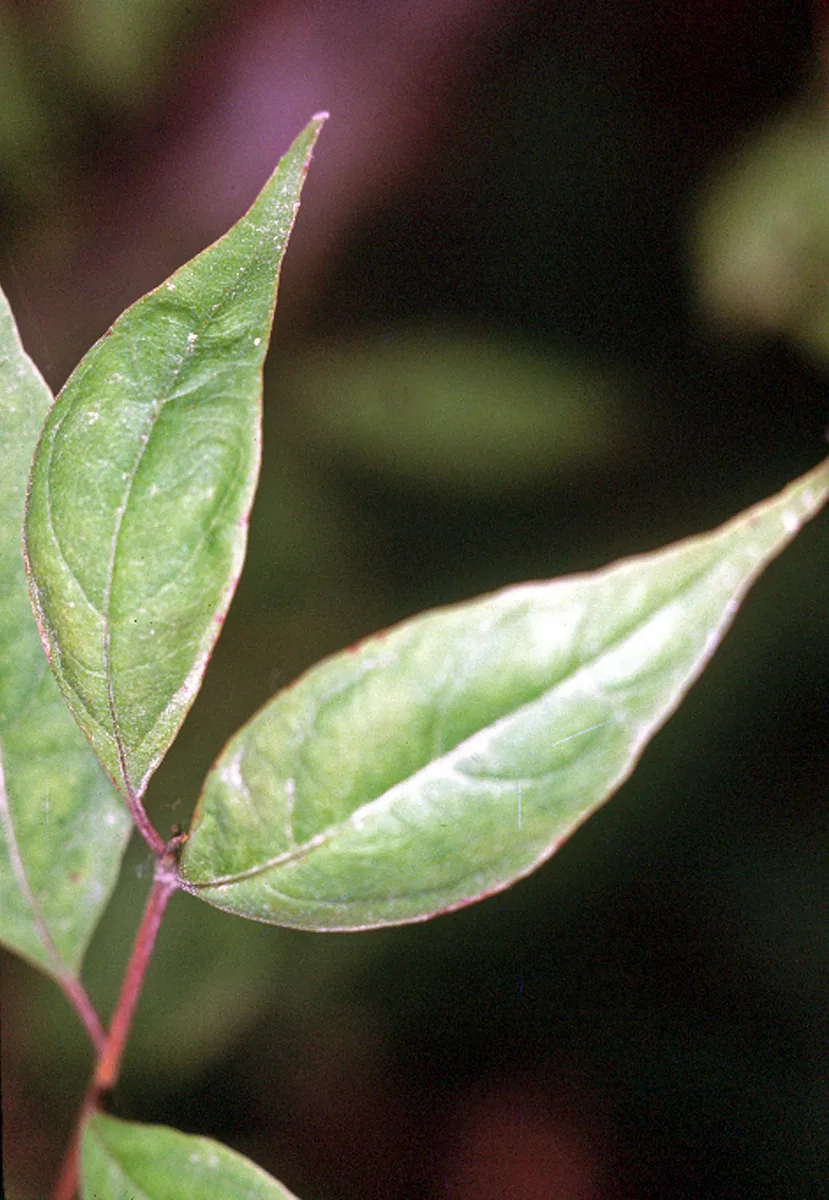Swamp Dogwood