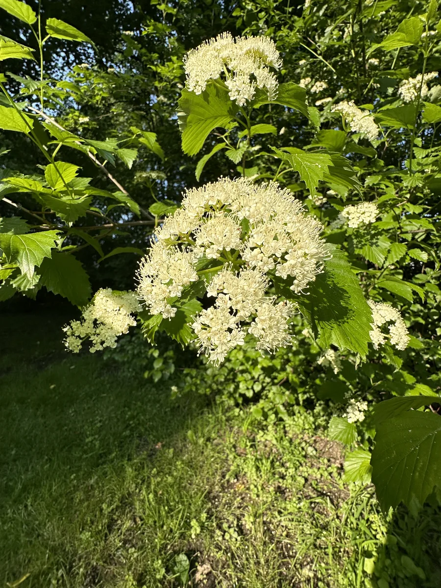 Southern Arrowwood