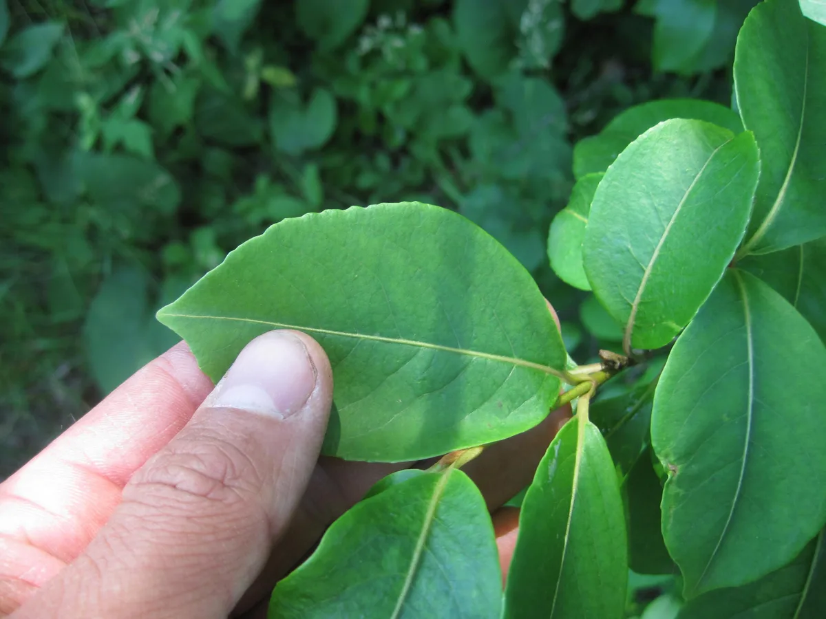 Smooth Witherod (Viburnum nudum var. cassinoides)