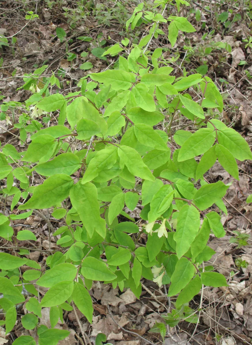 Canada Honeysuckle