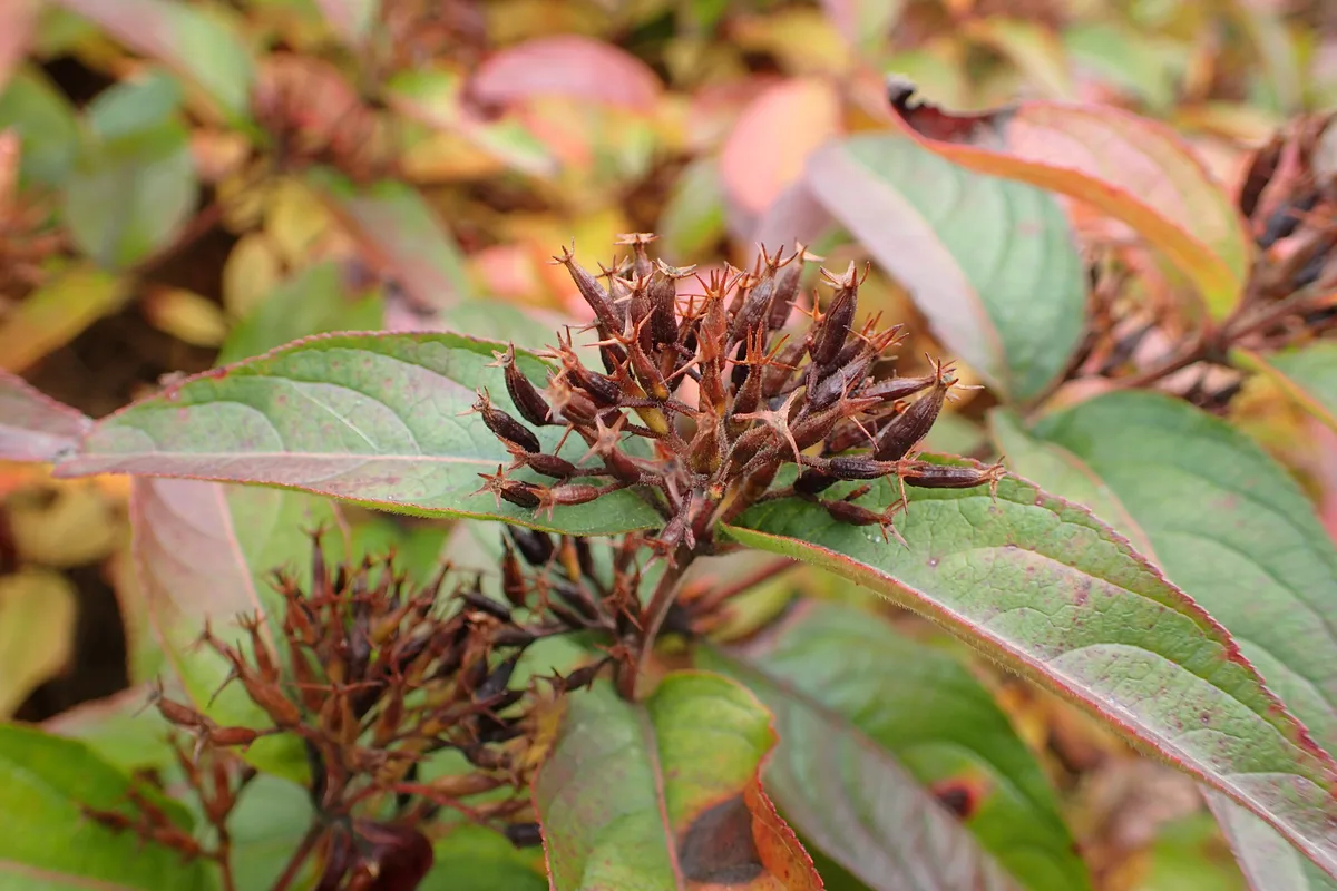 Northern Bush Honeysuckle (Diervilla rivularis)