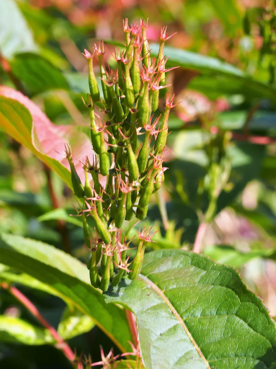 Southern Bush Honeysuckle (Diervilla sessilifolia)