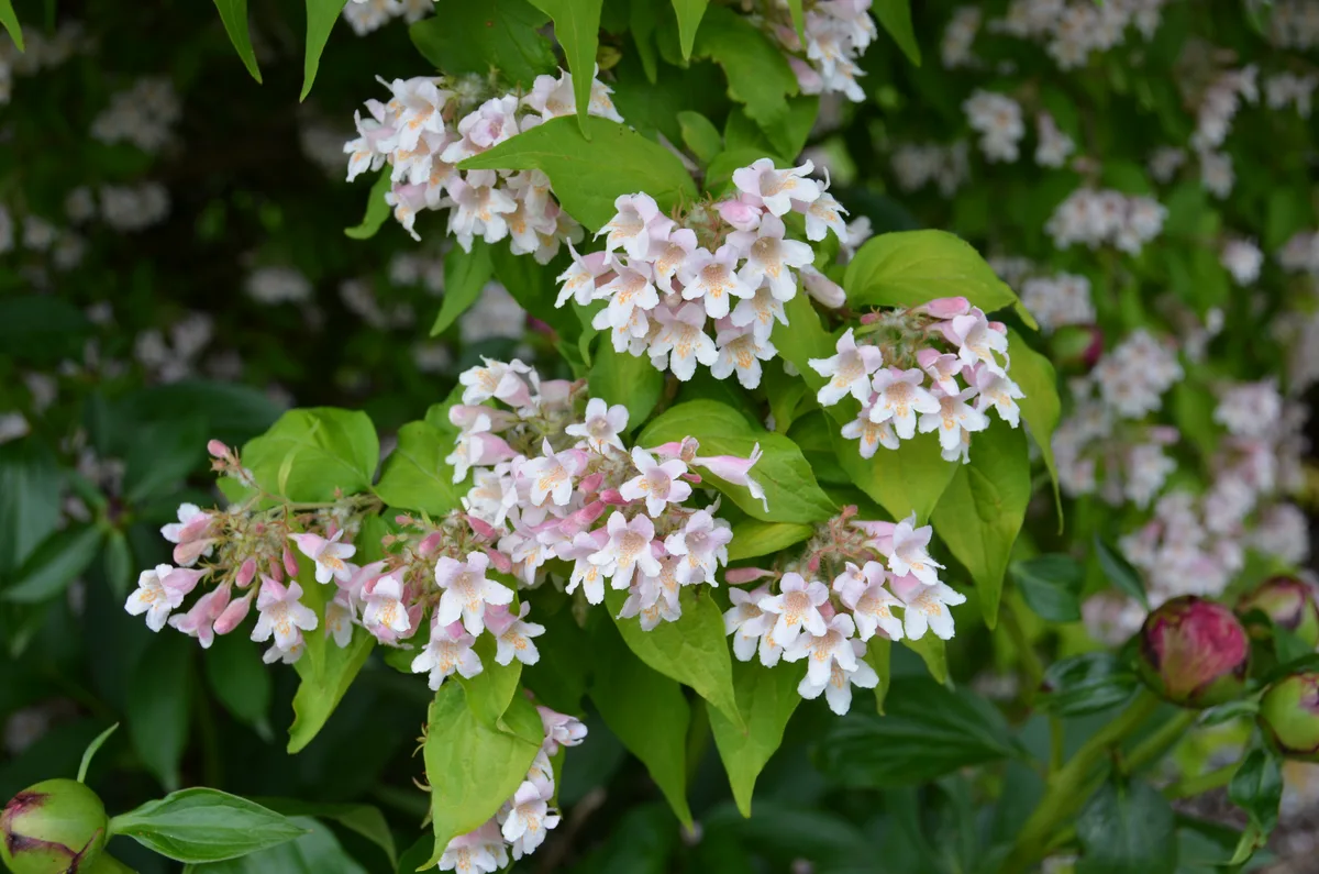 Beauty Bush