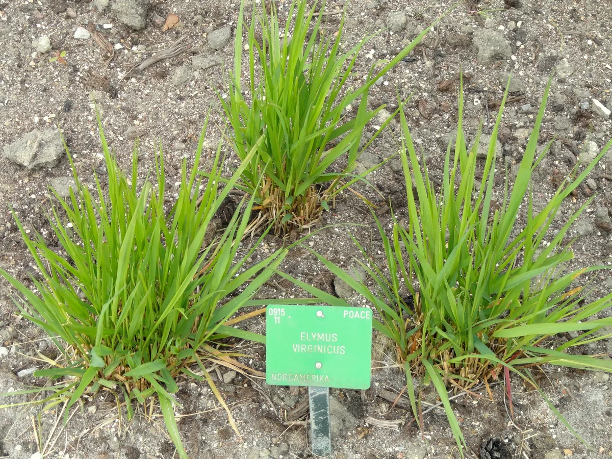 Virginia Wild Rye (Elymus virginicus)